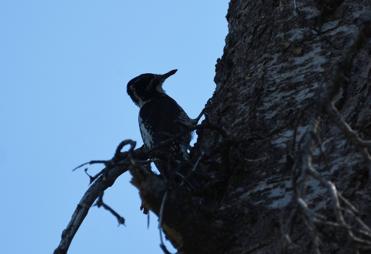 American Three-toed Woodpecker - ML480535401