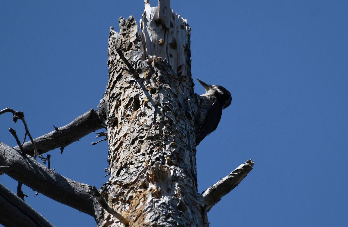 American Three-toed Woodpecker - ML480535411
