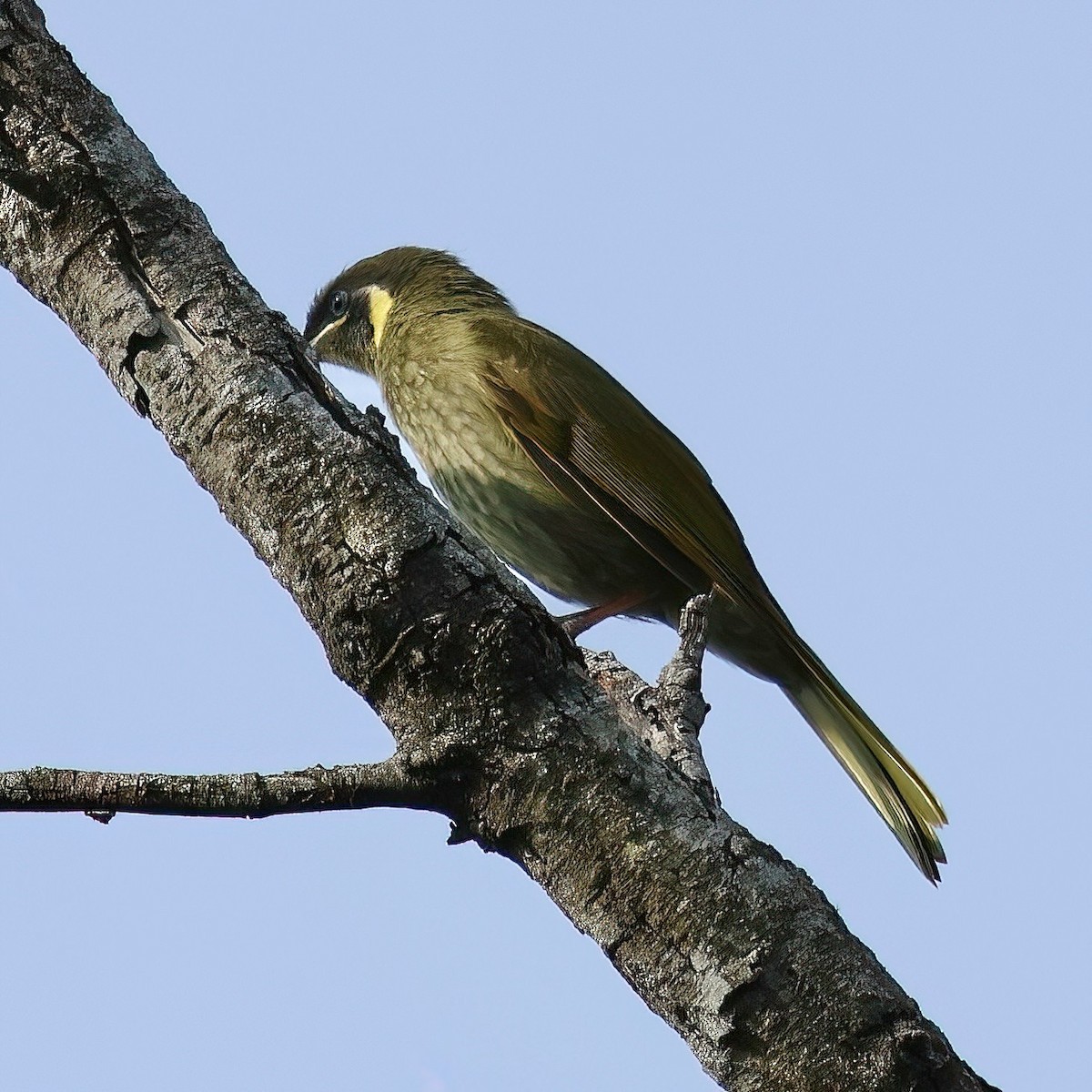 Lewin's Honeyeater - ML480536341