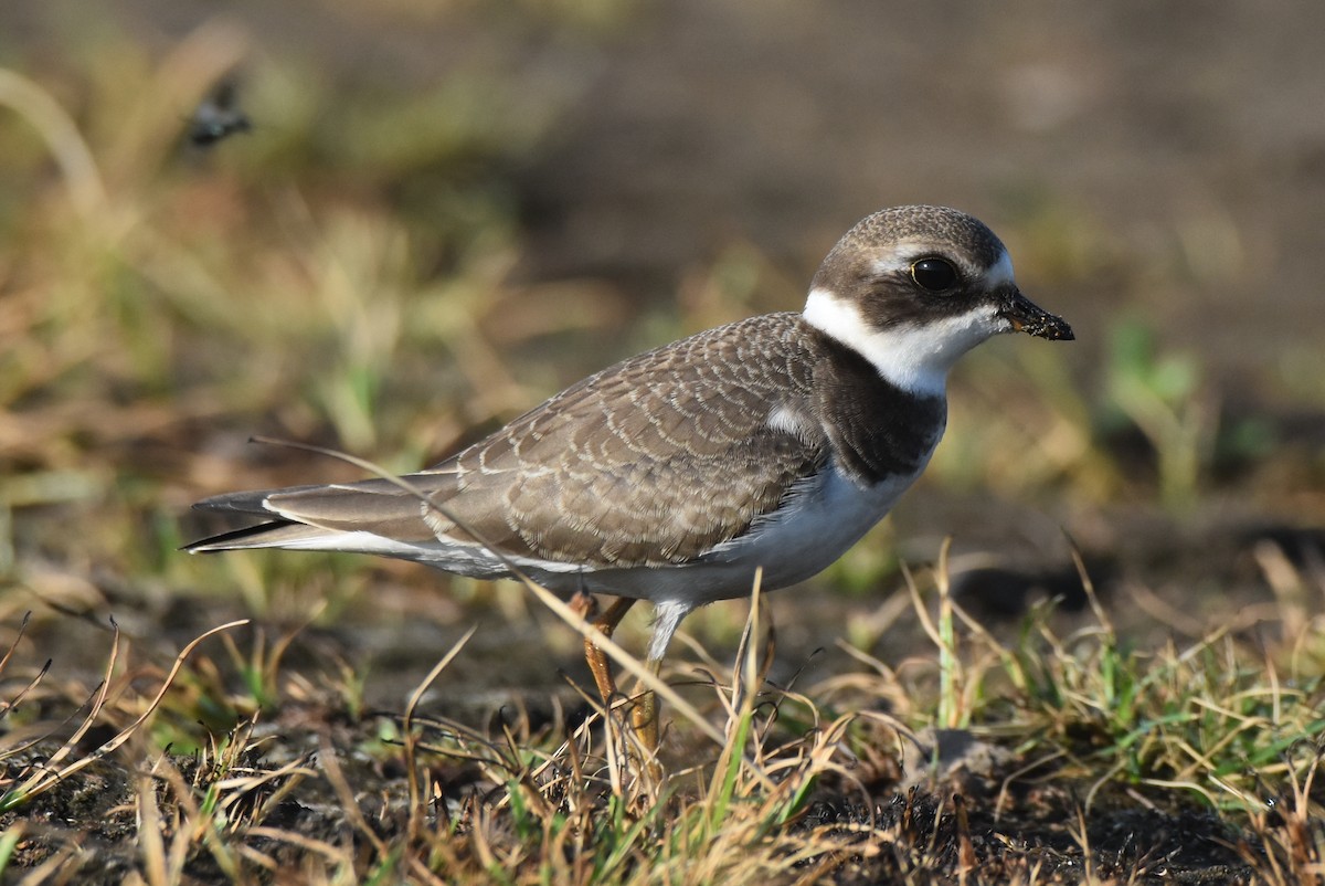 Semipalmated Plover - ML480537411