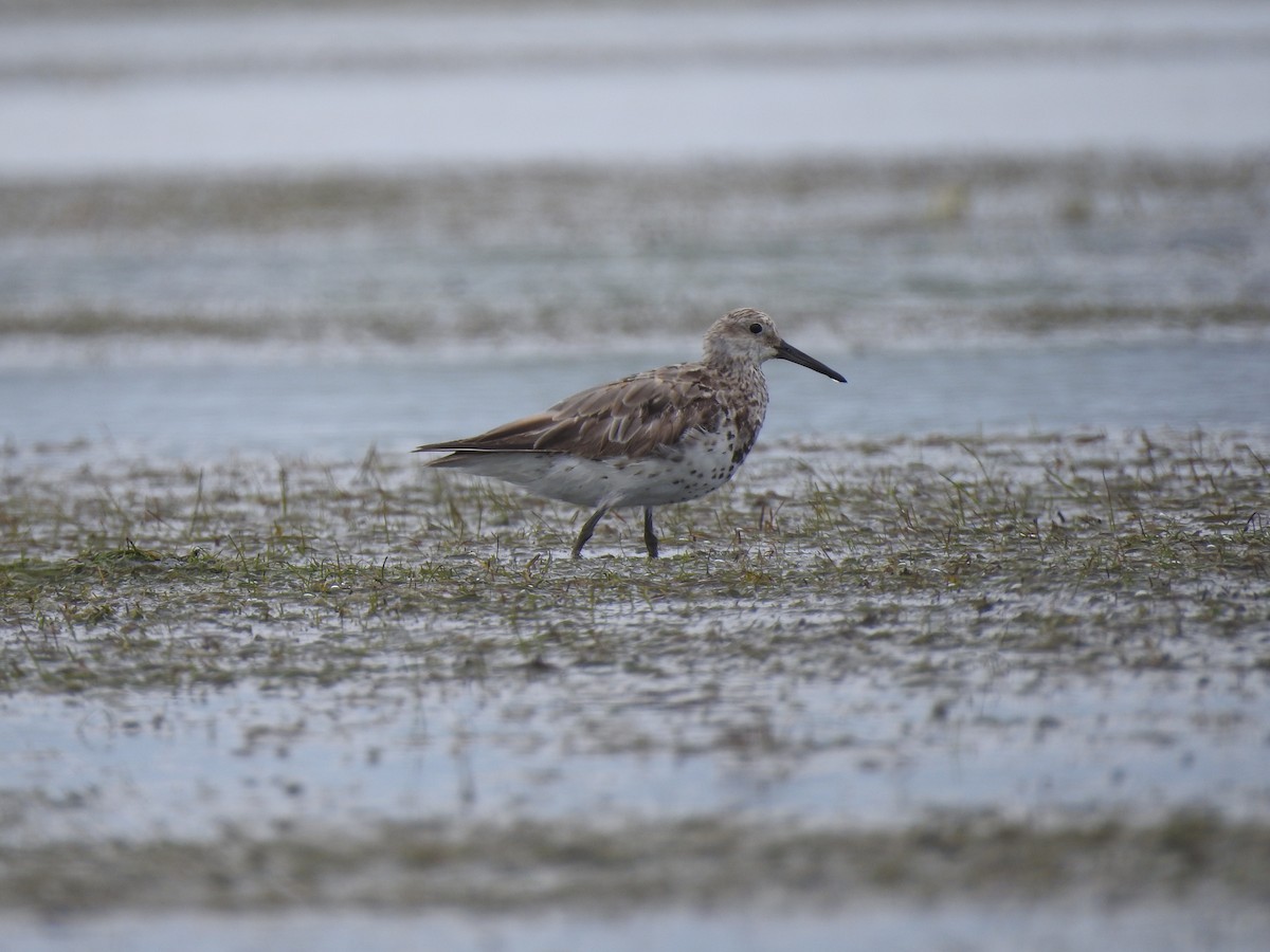 Great Knot - ML480537591