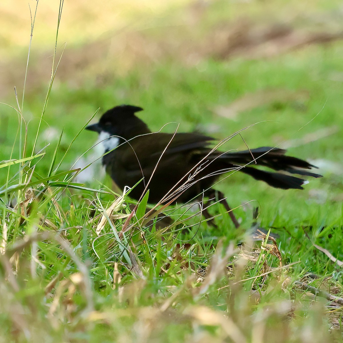 Eastern Whipbird - ML480537661