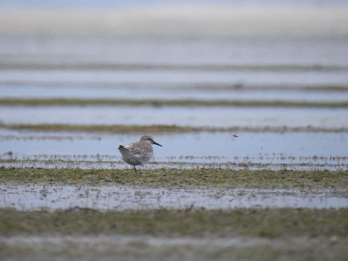 Red Knot - ML480537681