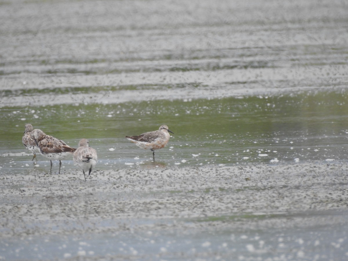 Red Knot - ML480537731
