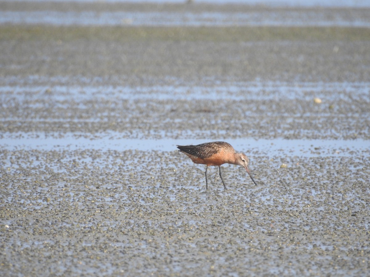 Bar-tailed Godwit - ML480538571
