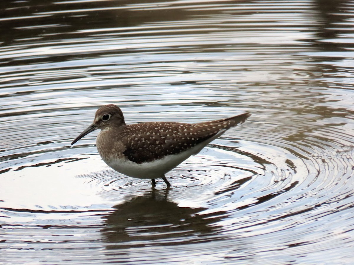 Solitary Sandpiper - Lydia Nelson