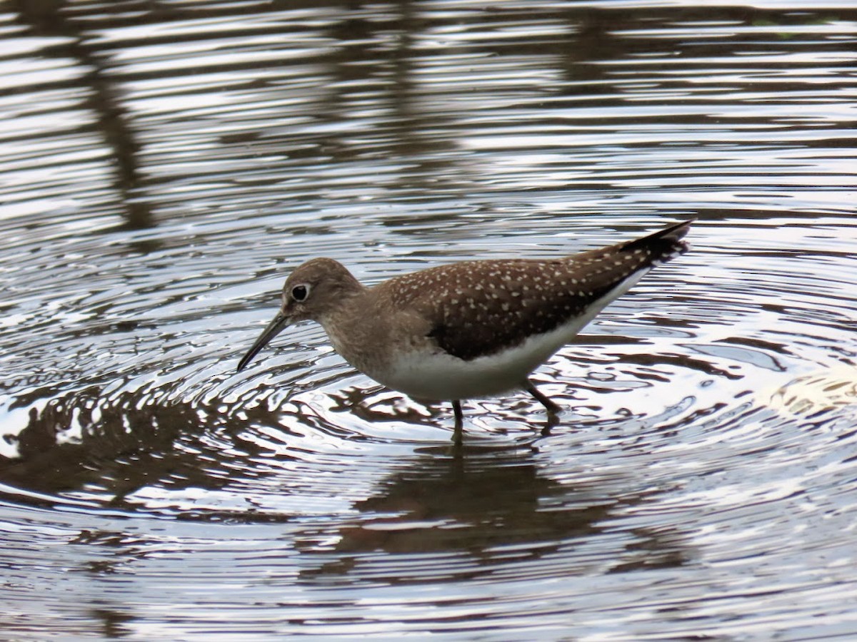 Solitary Sandpiper - ML480539731