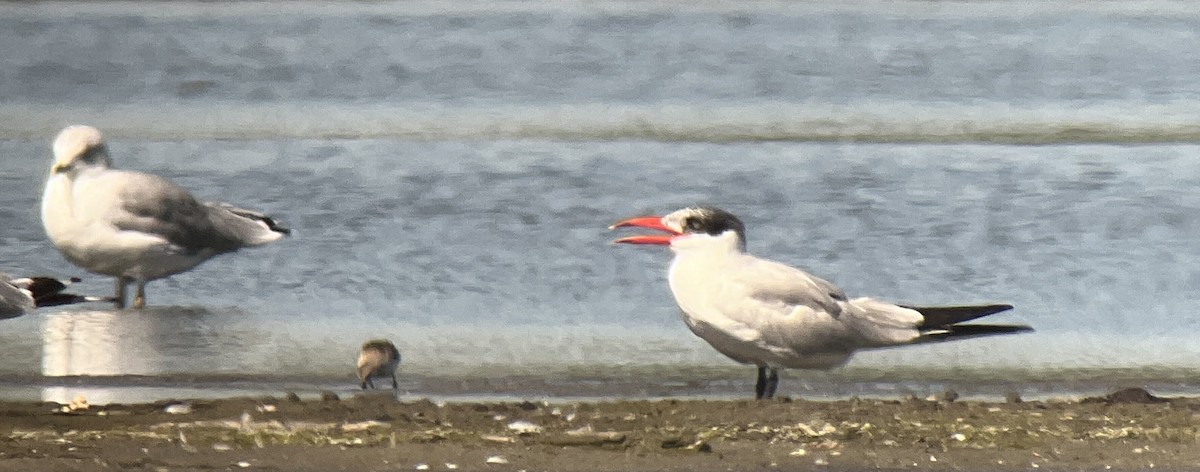 Caspian Tern - ML480539741