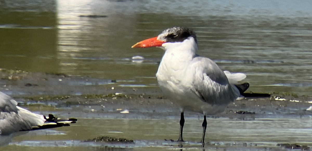 Caspian Tern - ML480539751