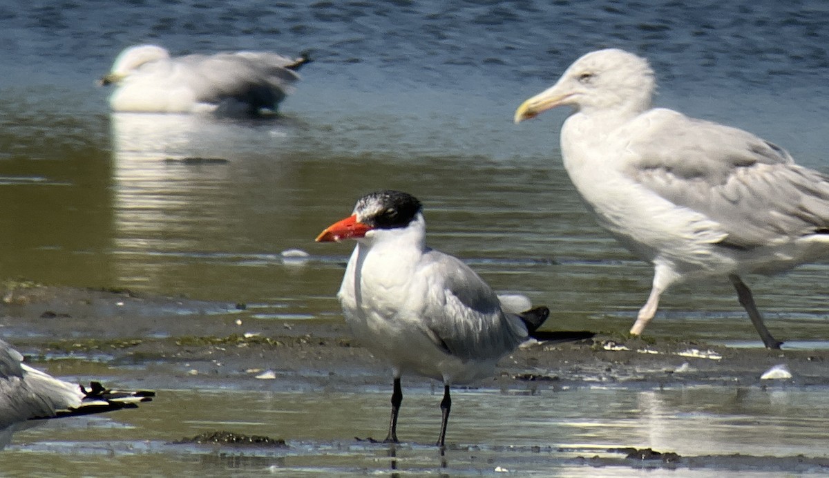 Caspian Tern - ML480539761