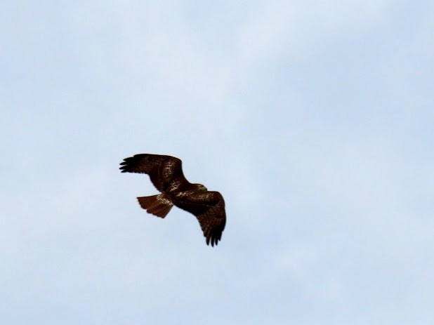 Red-tailed Hawk - ML480540011