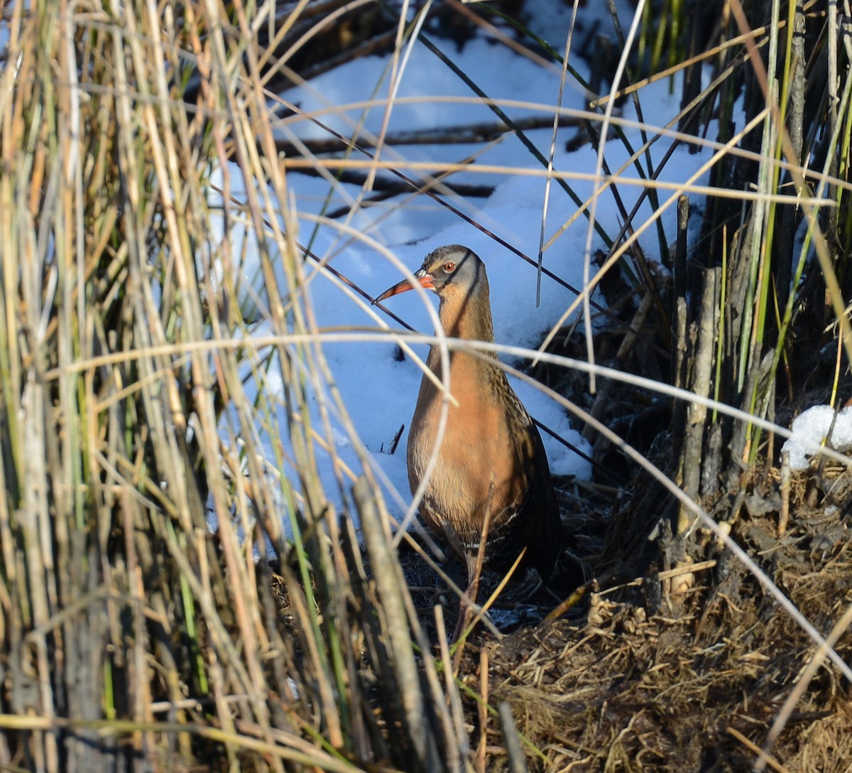 Virginia Rail (Virginia) - ML480540071