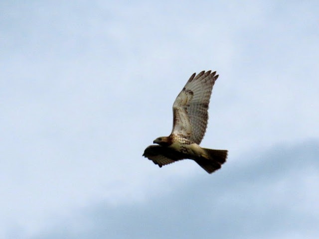 Red-tailed Hawk - ML480540331