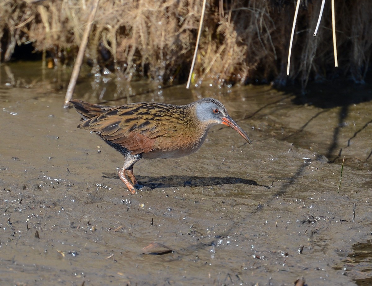 Virginia Rail (Virginia) - ML480540451