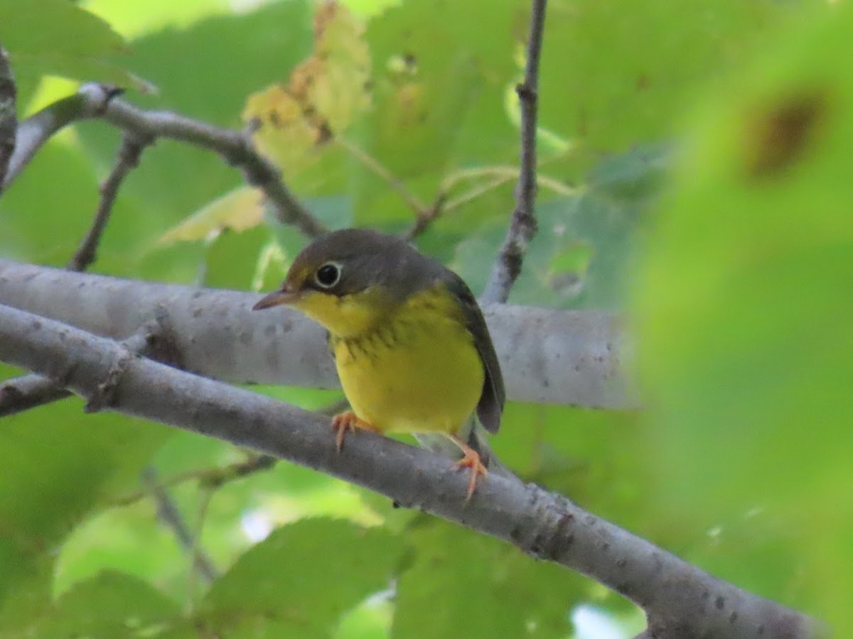 Canada Warbler - ML480540571