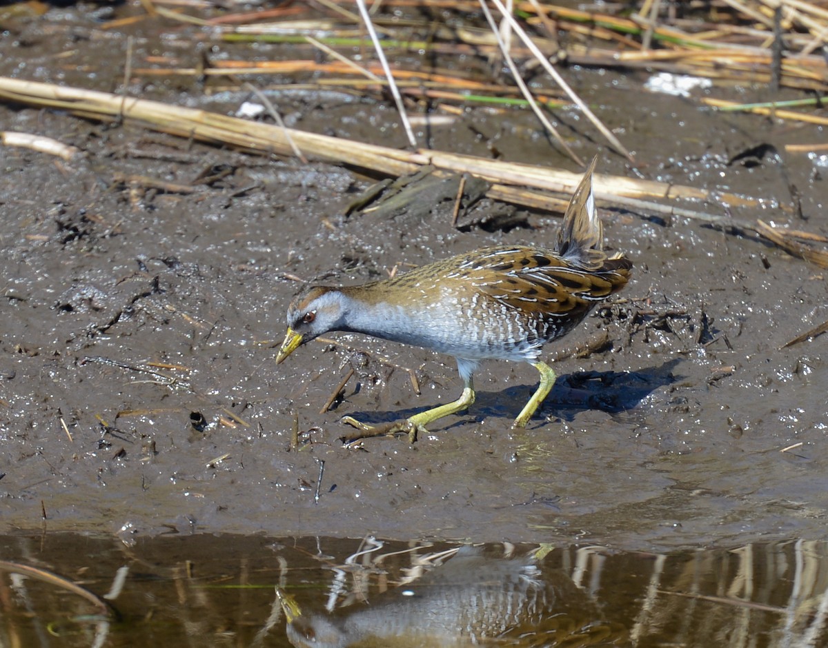 Sora Suyelvesi - ML480540581