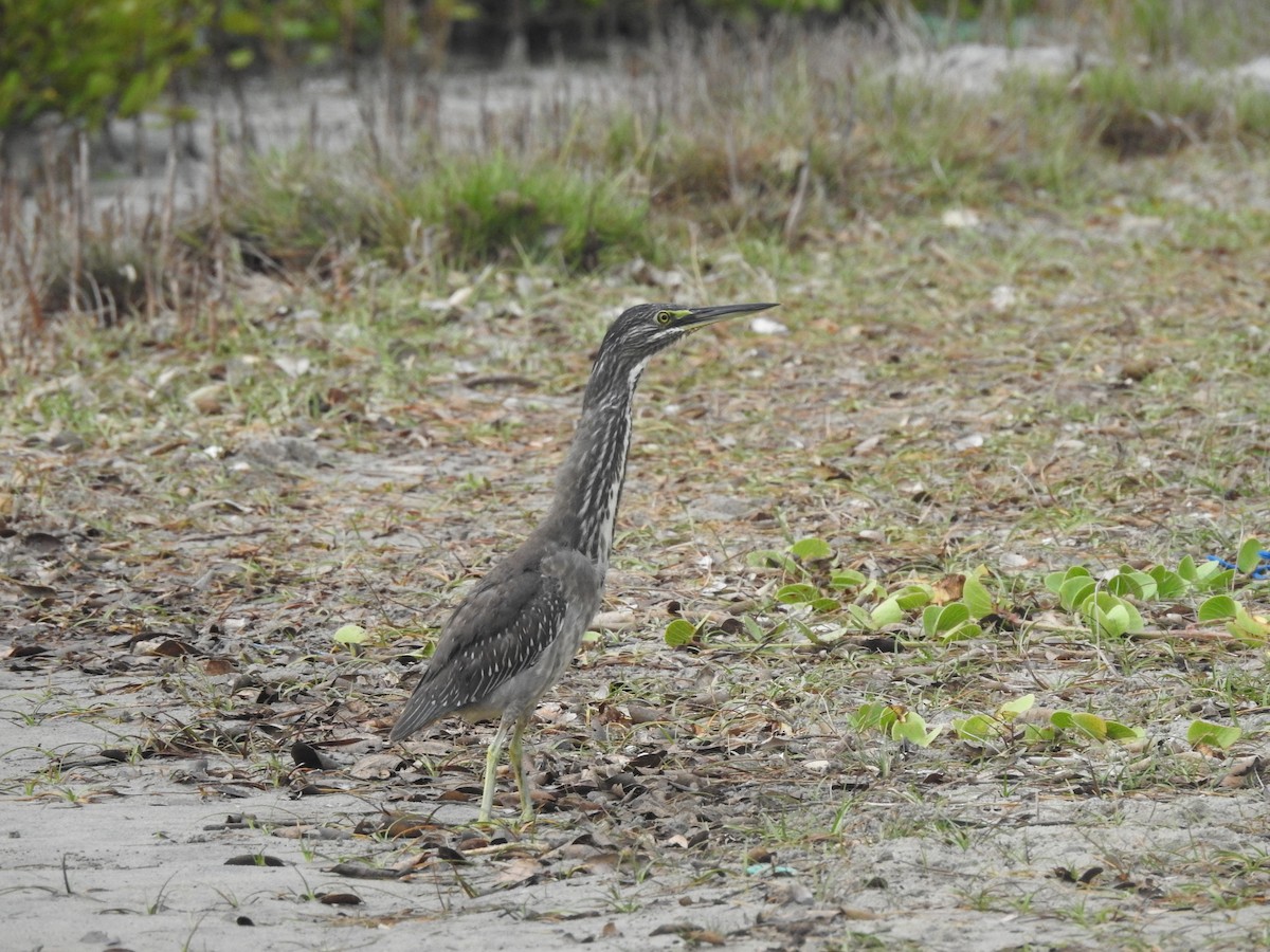 Little Heron - ML480540631