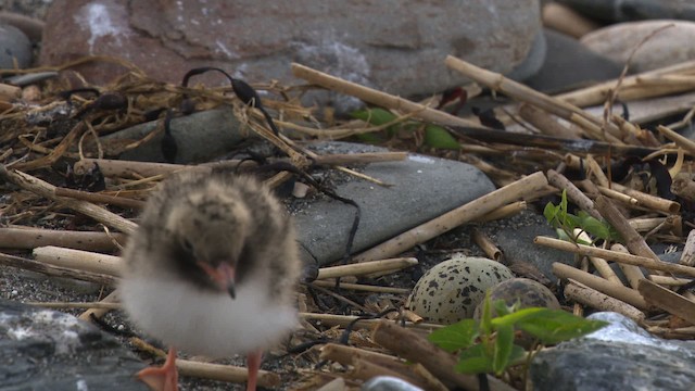 Common Tern - ML480541