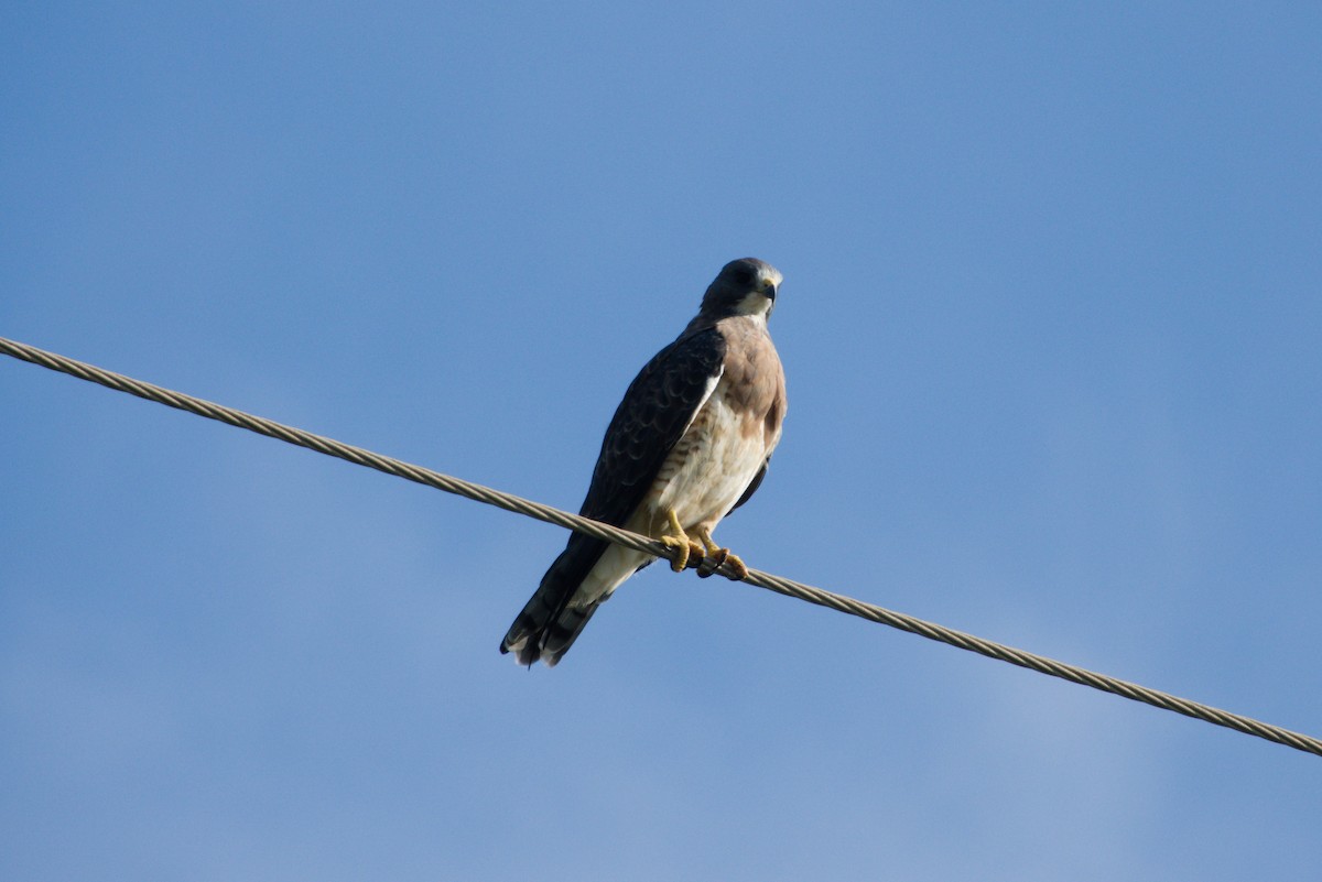 Swainson's Hawk - ML480541331