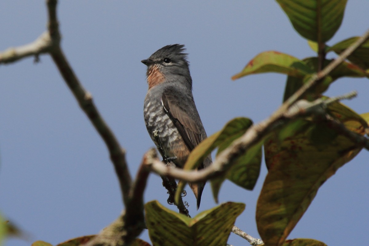 Buff-throated Purpletuft (Southern) - Fabio Olmos