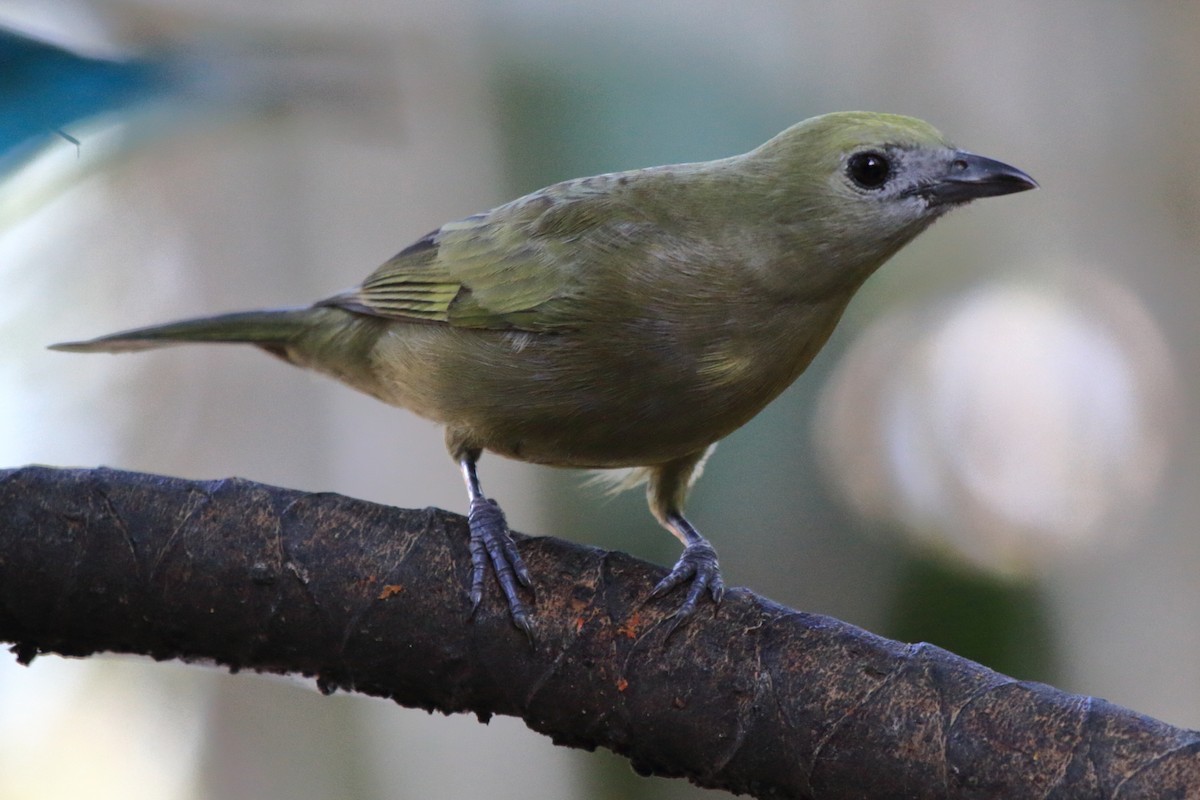 Palm Tanager - ML480542701