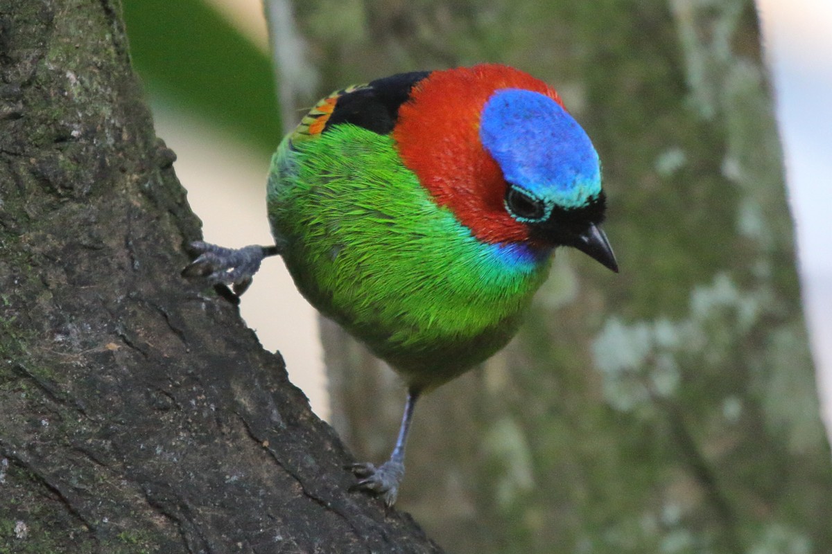 Red-necked Tanager - ML480542771