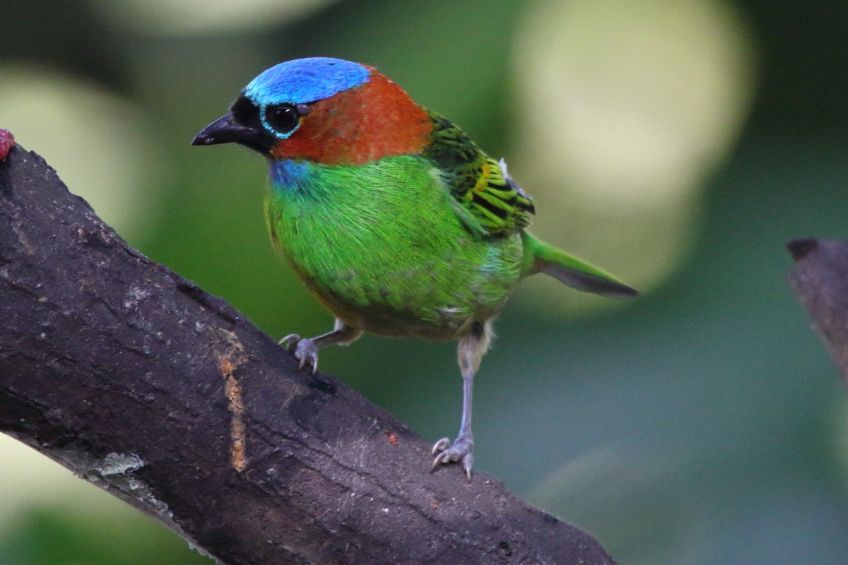Red-necked Tanager - ML480542791