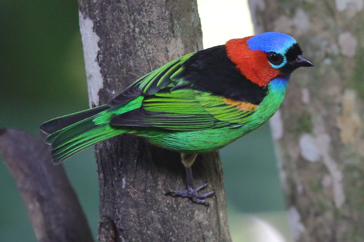 Red-necked Tanager - ML480542801