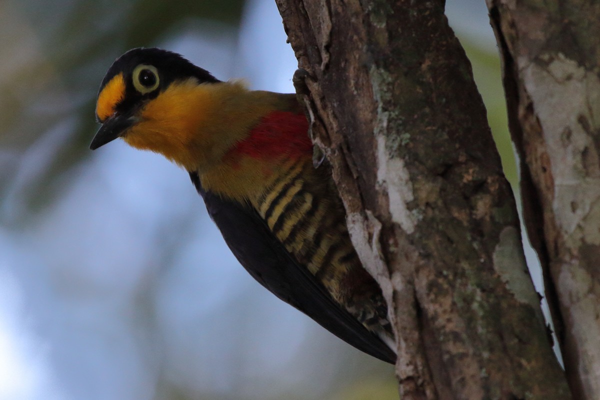 Yellow-fronted Woodpecker - ML480542891