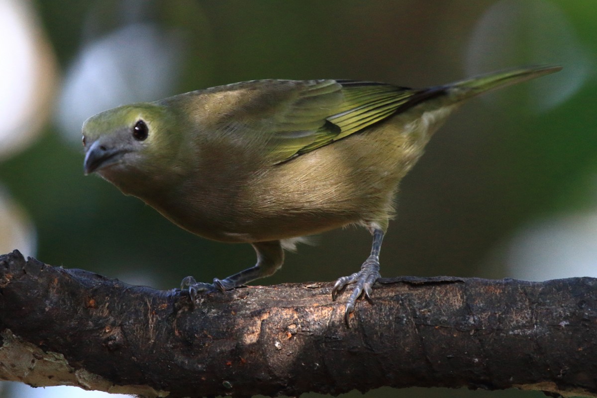 Palm Tanager - ML480542931