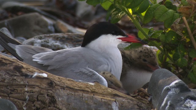 Common Tern - ML480543