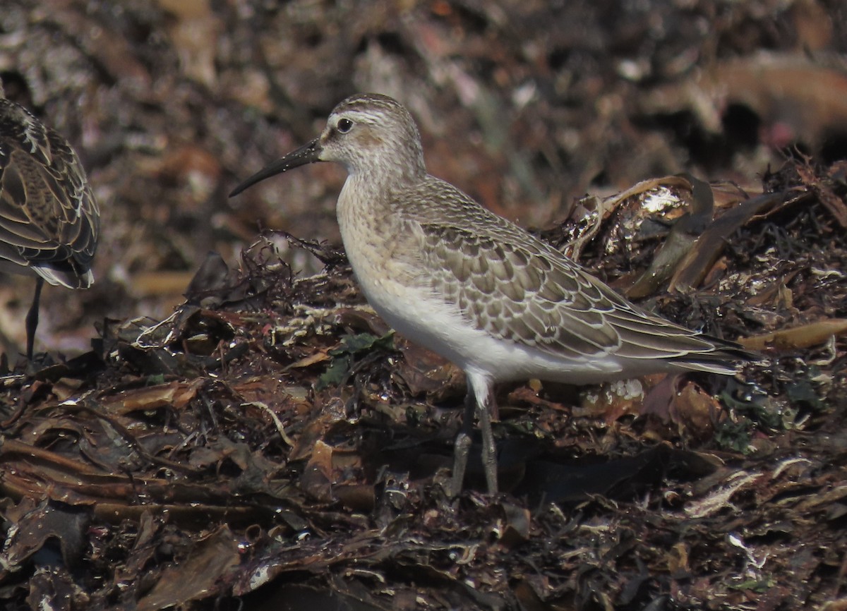 Curlew Sandpiper - ML480543151