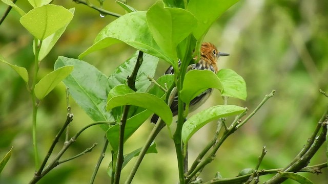 Chocó-Strichelameisenschlüpfer - ML480544701