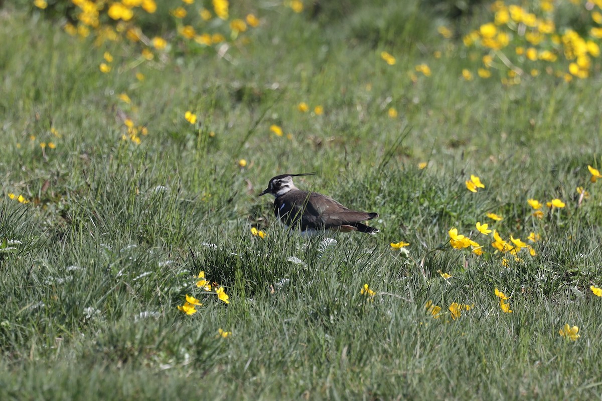 Умардын хавтгаалж - ML480546701