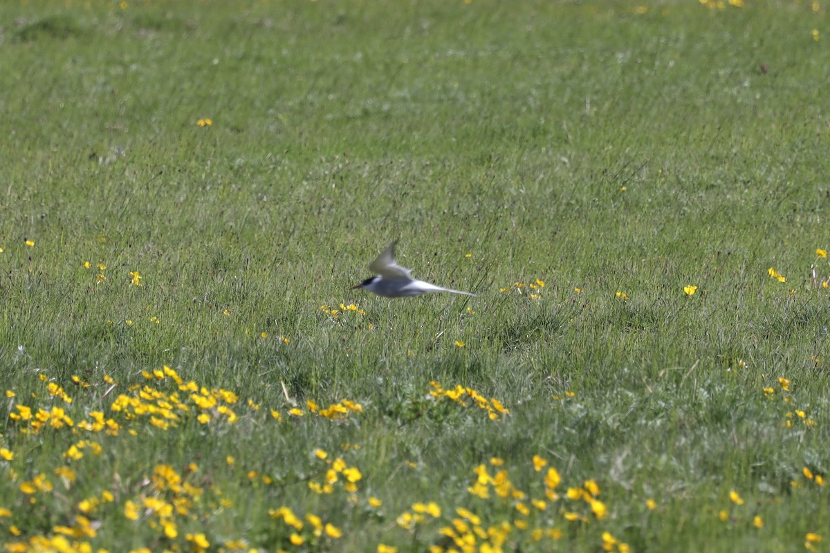Умардын хараалай - ML480546821