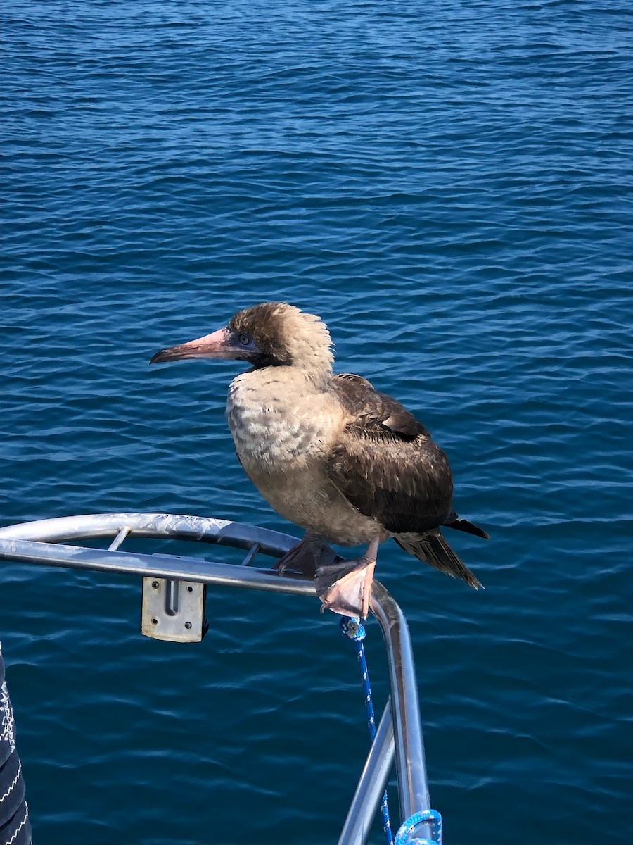 Red-footed Booby - SBA County Historical Records