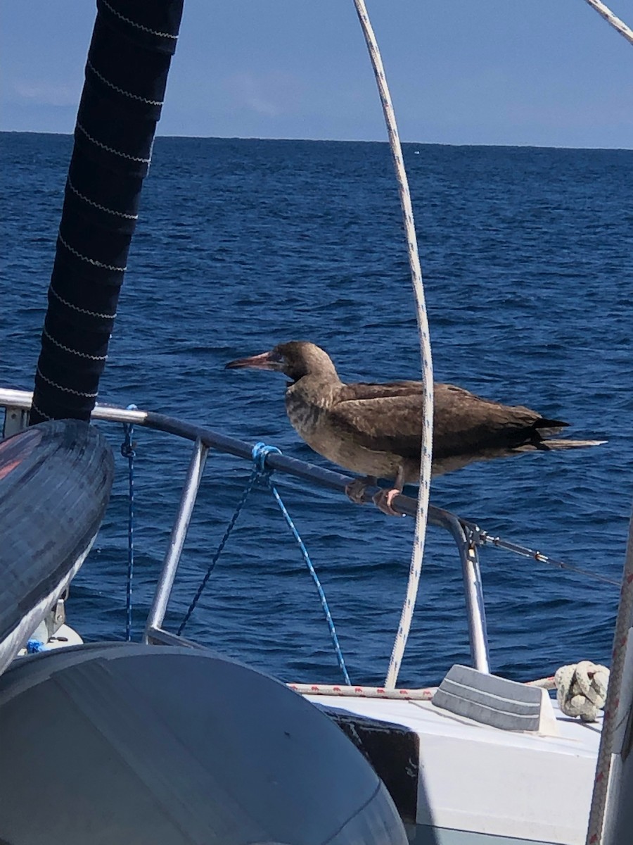 Red-footed Booby - SBA County Historical Records