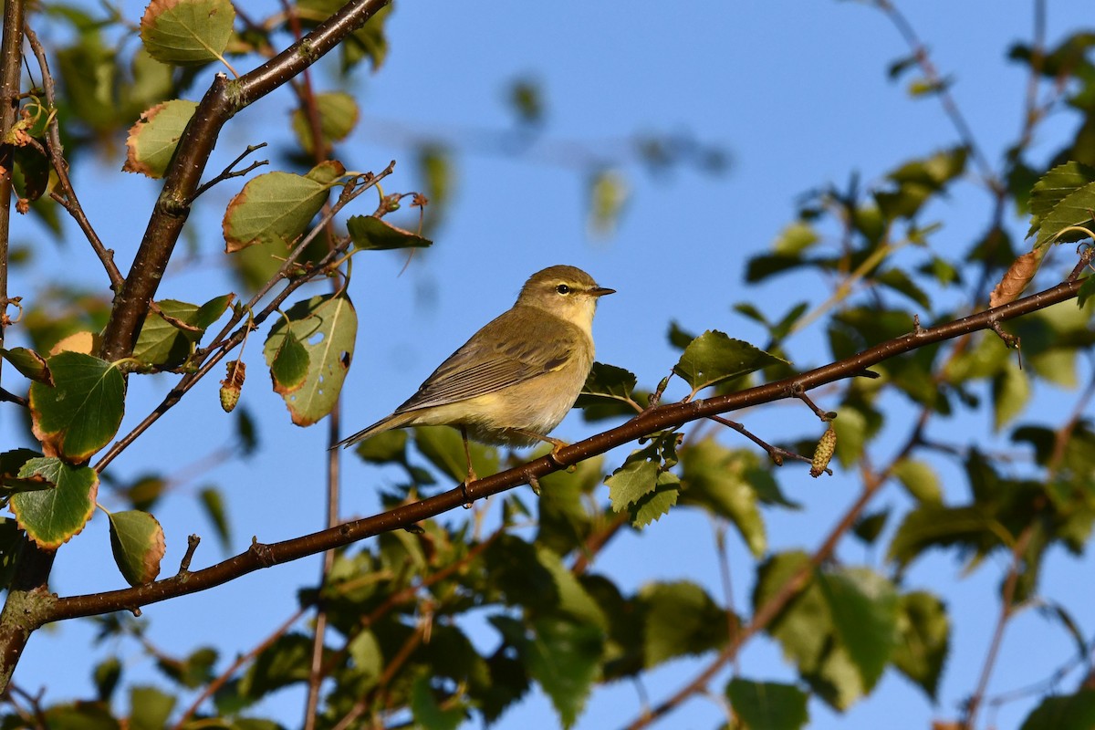 Willow Warbler - ML480548461