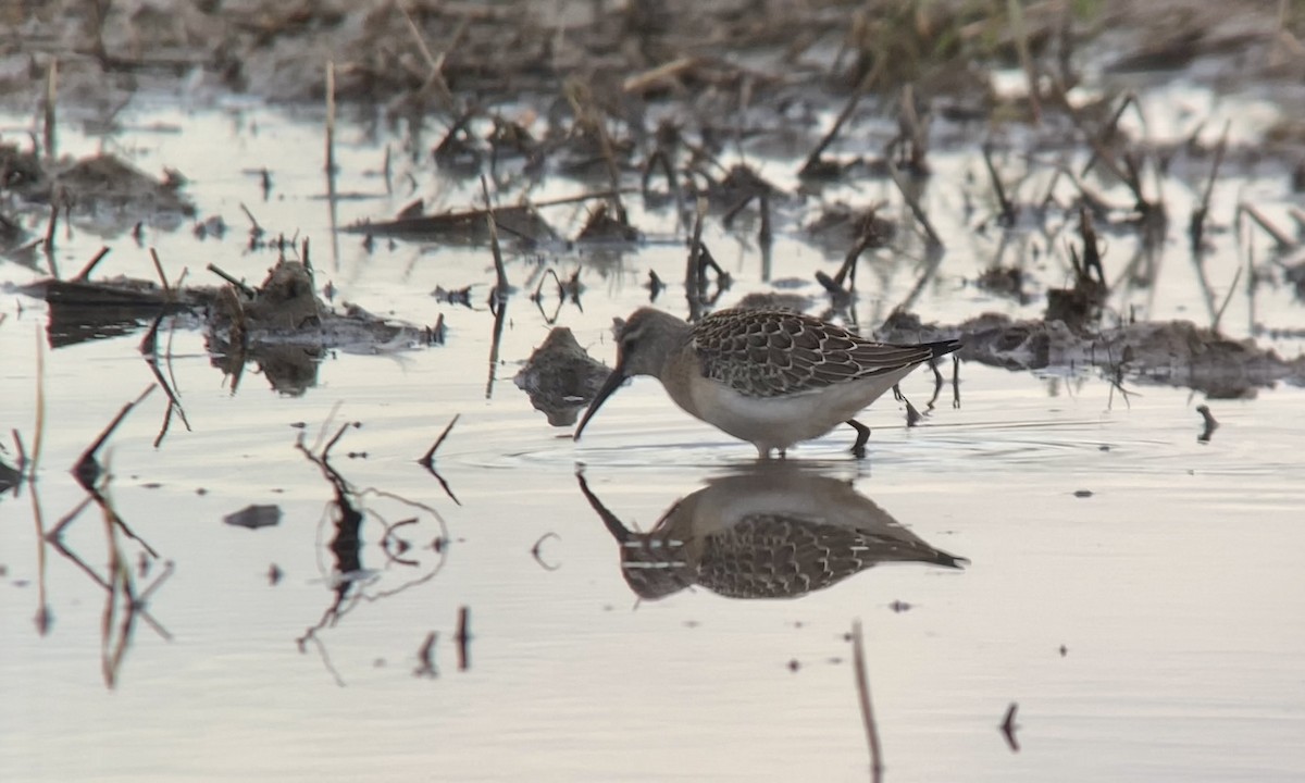 Curlew Sandpiper - ML480548761