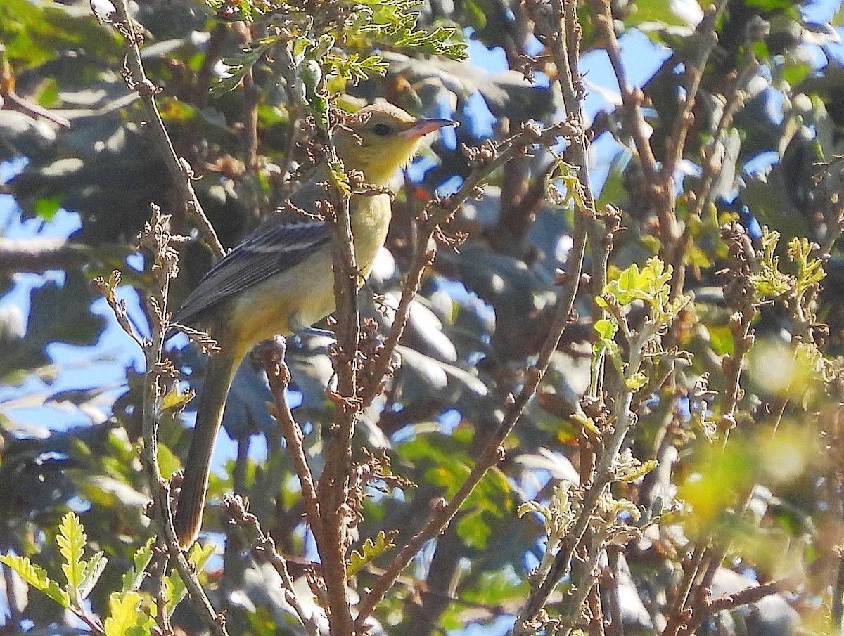 Hooded Oriole - Nick & Jane