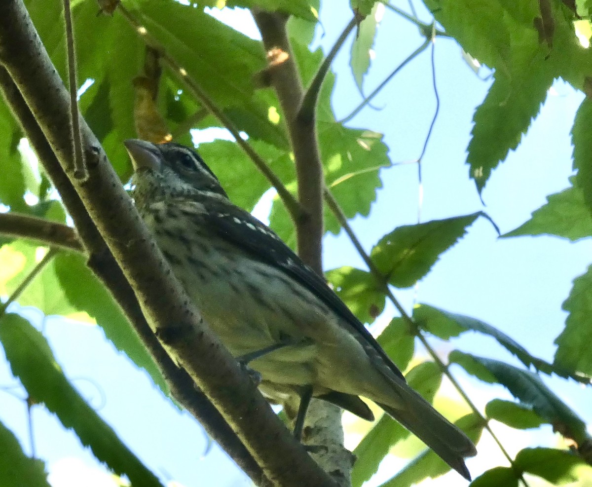 Rose-breasted Grosbeak - ML480549421