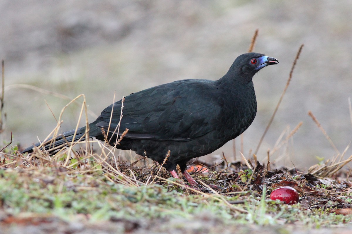 Black Guan - Sander Willems