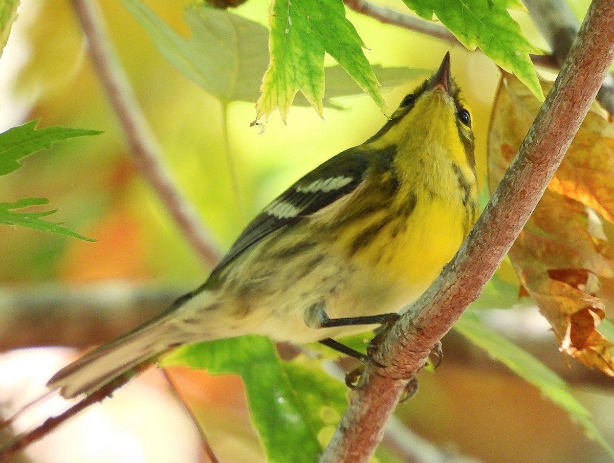 Townsend's Warbler - ML480549541