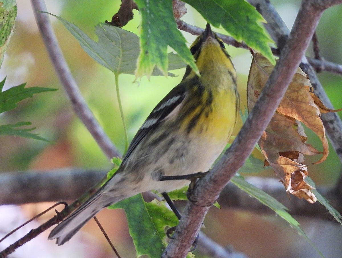 Townsend's Warbler - ML480549561