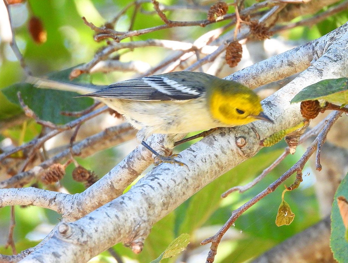 Hermit Warbler - ML480549841