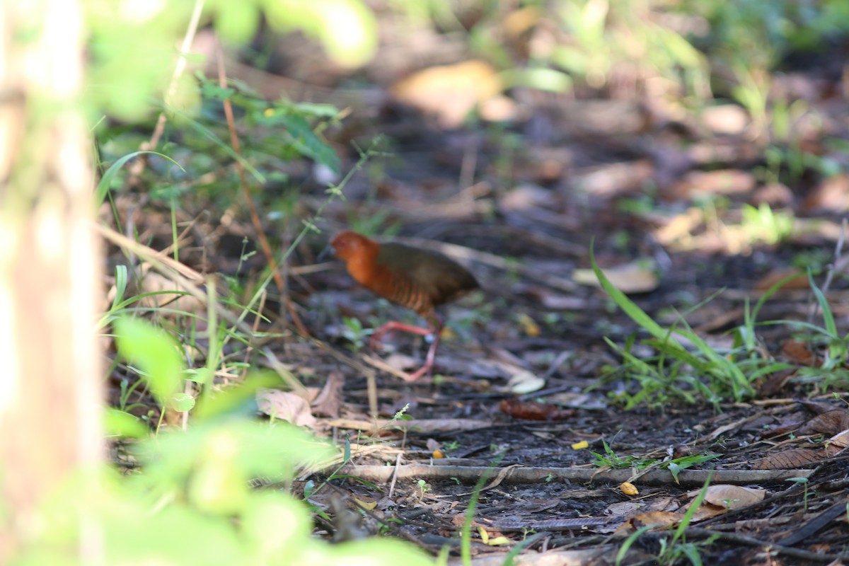 Black-banded Crake - ML480549941