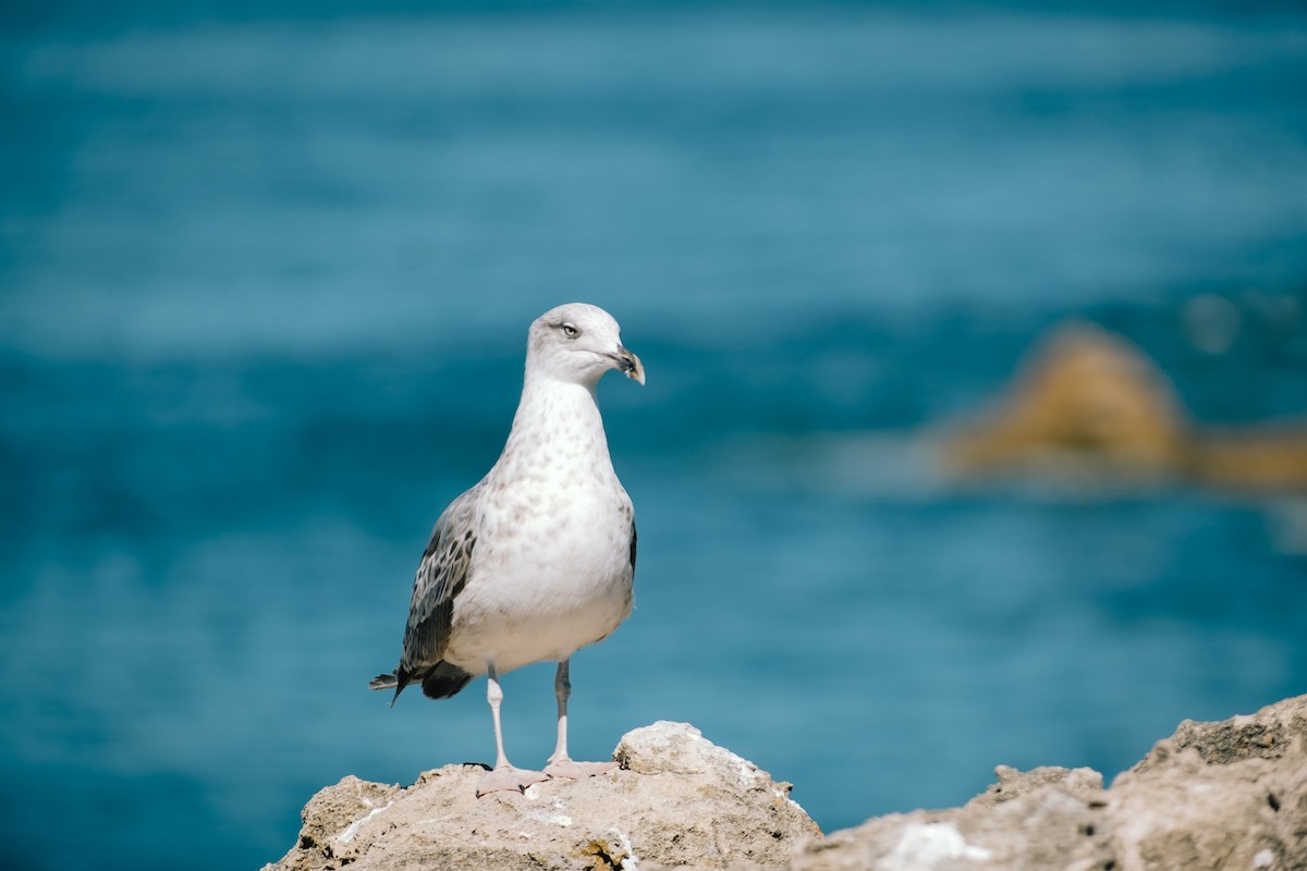 Yellow-legged Gull - ML480550021