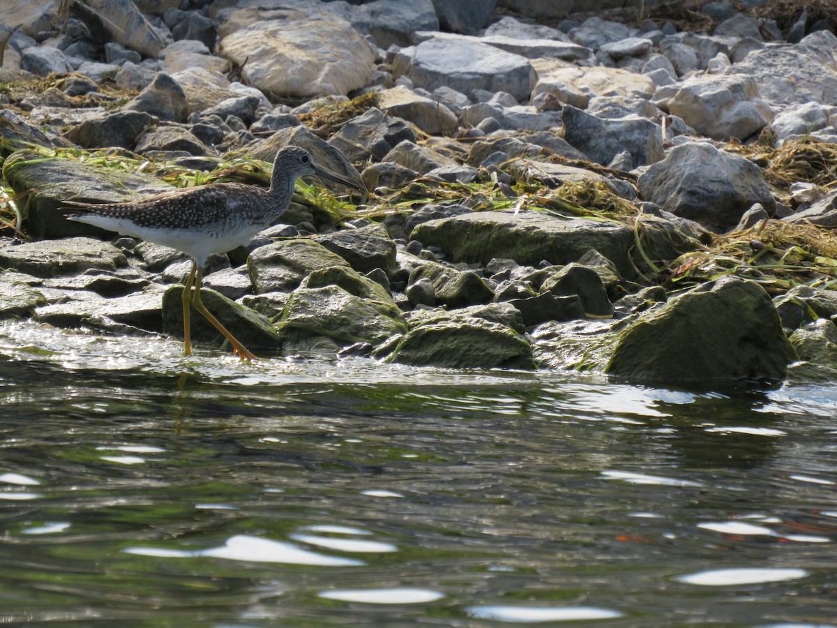 Greater Yellowlegs - ML480550221