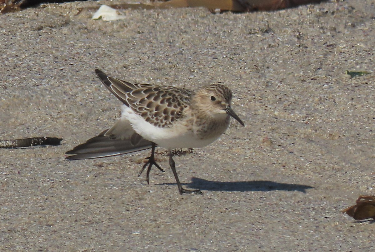 Baird's Sandpiper - ML480550271