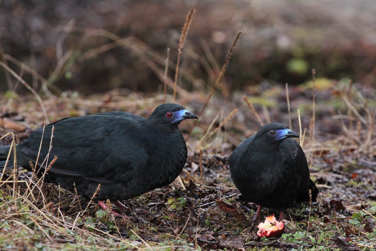 Black Guan - Sander Willems